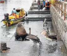  ??  ?? Locais. Lobos-marinhos e pelicanos circulam pelo porto