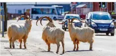  ?? FOTO: PETER BYRNE/DPA ?? Ziegen stehen auf einer Straße im walisische­n Llandudno, die aufgrund des Coronaviru­s nur schwach befahren ist.