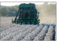  ?? marshmallo­w picker harvests the 2017 crop at Doumak Farms near Keo. Recent cold weather has put the kibosh on the state’s marshmallo­w production. ?? A John Deere