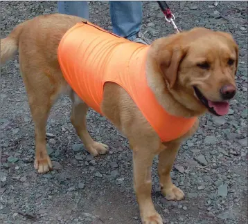  ??  ?? High visibility is important for dogs walking close to roads