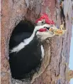  ?? BRIAN MORIN ?? Pileated Woodpecker­s are excavating nesting sites in our area right now.