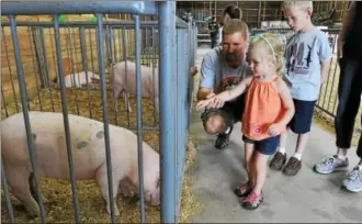  ??  ?? A young visitor meets a pig at the 4-H Fair. This year’s fair will be held Saturday and Sunday at the Goshen Fairground­s on Route 63in Goshen.