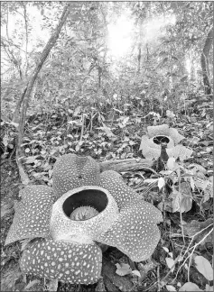  ?? – Photos by Sofian Rafflesia ?? The Rafflesia is the world’s largest flower and can weigh around 10kg.