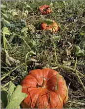  ?? KYRA GOTTESMAN/MERCURY-REGISTER ?? Pretty pumpkins grow all in a row Tuesday at Book Family Farm in Durham. This weekend local pumpkin patches like Book Family Farm in Durham where these “Cinderella” pumpkins are in the field waiting to be picked, are open for business.