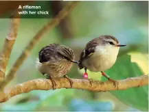  ??  ?? A rifleman with her chick