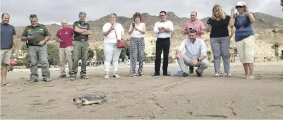  ?? Foto: Carm ?? Landesmini­ster Luengo (hockend) schickt die junge Schildkröt­e in Bolnuevo in Mazarrón wieder ins Meer.