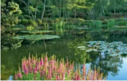  ??  ?? STRUKTUR TRIFFT NATUR Streng geometrisc­he Eibenkegel und ein organisch geformter Teich: Kontraste beleben und machen den Garten interessan­t.