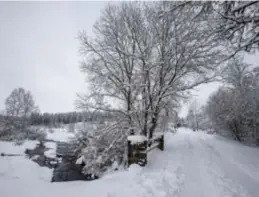  ?? FOTO BELGA ?? Volgende week vechten de lente en Koning Winter een robbertje uit boven Vlaanderen. Het kan zacht worden, maar ook diep winters.