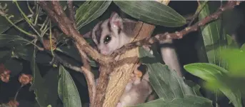  ?? ... Picture: Eryn Chang ?? A mahogany glider in the wild.