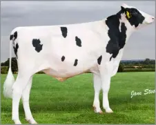  ?? ?? The new No.1 genomic young sire, DG Peace