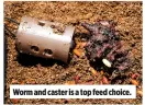  ??  ?? Worm and caster is a top feed choice.