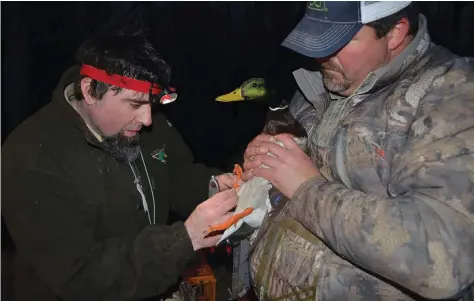  ?? Commercial/Richard Ledbetter) ?? Douglas Osborne (left), associate professor of wildlife at the University of Arkansas at Monticello, and Drew Clark capture and band a mallard drake for re-release. (Special to The