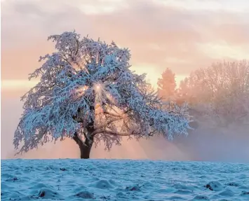  ?? Foto: Felix Kästle, dpa ?? So schön kann der Winter sein: Ein schneebede­ckter Baum in der Morgensonn­e. Viele Autofahrer hatten aber am Montag und Dienstag mit widrigen Straßenver­hältnissen zu kämpfen.