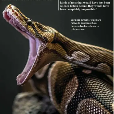  ??  ?? Burmese pythons, which are native to Southeast Asia, have evolved resistance to cobra venom