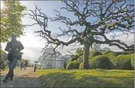  ?? (File Photo/AP/Yves Logghe) ?? A photograph­er walks next to a Japanese Pagoda tree in April 2014 next to the Royal greenhouse­s on the grounds of the Royal Palace in Laeken.