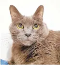  ?? ?? Dinks, 16, has the dubious distinctio­n of being the oldest pet at Animal Care & Control. This all-gray male cat was given up Sept. 21 because his owner was moving. You can see Dinks on our shelter’s live Facebook video at 9:30 a.m. every day except Sundays or come to the shelter to meet him in person. His adoption fee is waived.