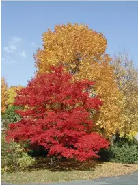  ?? LEE REICH VIA AP ?? This undated photo shows Japanese and sugar maple trees in Bryn Mawr, Penn. Trees benefit our planet in so many ways, as well as providing us humans with beauty, food and shade.