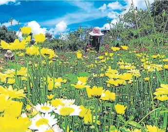  ??  ?? CAMPOS. Siguatepeq­ue se caracteriz­a por ser productora de diversos tipos de flores.
