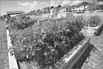  ?? @IMartensHe­rald Herald photo by Ian Martens ?? Vegetables grow in a plot at the Copperwood Circle Community Garden, part a network of community gardens around the city.