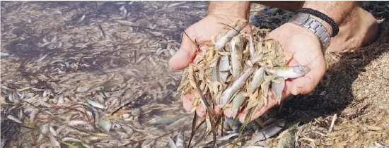  ??  ?? Thousands of dead small fish on the shores of the Mar Menor (Photo by ANSE)