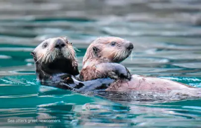  ??  ?? Sea otters greet newcomers.