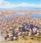  ?? DARREN WILLIAMS / SILVERBACK FILMS ?? Filming a flamingo colony in northern Tanzania was one of David Attenborou­gh's
favourite moments.