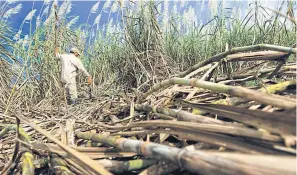  ?? ?? A farmer harvests his crop of sugar cane.