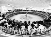  ?? MORRY GASH/AP ?? Cows are milked last month on a large carousel at the Rosendale Dairy in Pickett, Wis.