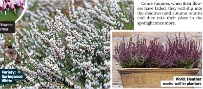  ?? ?? Variety: Springwood White Vivid: Heather works well in planters