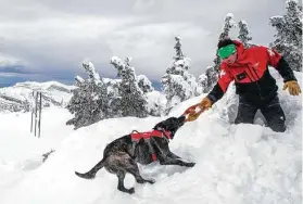  ?? ?? Ski patroller Bill Bore rewards Cache with a game of tug during training.