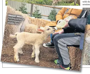  ?? ?? Dinner time Feeding lambs at Auchingarr­ich Wildlife Park