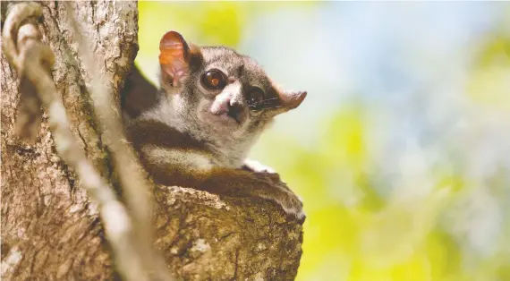  ?? TRAVIS STEFFENS ?? Learning about lemurs is only part of the story Keriann Mcgoogan tells in her new memoir.