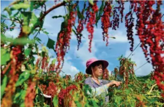  ??  ?? In good autumn weather, farmers in Nanming Town, Jianhe County, Guizhou Province harvest 4.67 hectares of red quinoa, which was introduced from another province. VCG