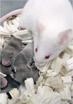  ??  ?? Υγιέστατα τα ποντικάκια που γεννήθηκαν από «διαστημικό σπέρμα».