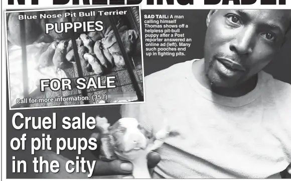  ??  ?? SAD TAIL: A man calling himself Thomas shows off a helpless pit-bull puppy after a Post reporter answered an online ad (left). Many such pooches end up in fighting pits.