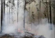  ?? RICK RYCROFT—ASSOCIATED PRESS ?? In this Jan. 12, 2020, file photo, flames from a controlled fire burn around trees as firefighte­rs work at building a containmen­t line at a wildfire near Bodalla, Australia. Although there have been no major impacts on drinking water yet from the intense wildfires, authoritie­s know from experience that the risks will be elevated for years while the damaged catchment areas, including pine and eucalyptus forests, recover.