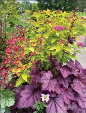  ?? (TNS/Norman Winter) ?? In this horse trough container, Double Play Candy Corn spirea serves as a colorful backdrop or partnershi­p with Primo Wild Rose and Dolce Spearmint heucheras.