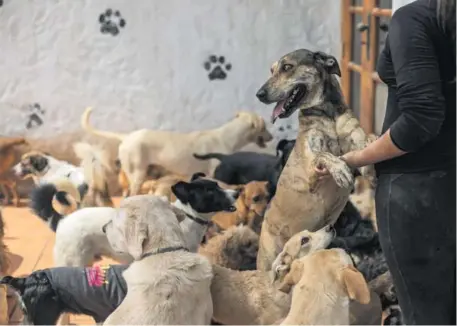  ?? CéSAR CAMPOS ?? Wasi Wau cobija a 160 perros en su local de Cieneguill­a y están en busca de un espacio más grande. Este año han dado en adopción a ocho canes.