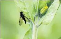  ??  ?? ●● A snipe fly pictured at Moston Common