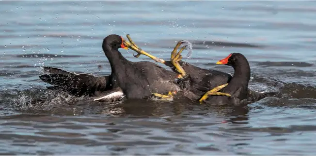  ??  ?? Moorhens use their feet when fighting off rivals in the breeding season and can be quite vicious.