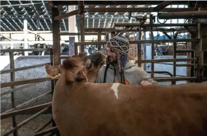  ?? Andrew Testa, © The New York Times Co. ?? Edward Towers poses with one of his Jersey cows at Brades Farm in Lancaster, England, on March 6.