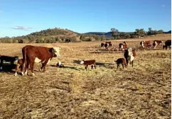  ??  ?? Cows eat hay in a dry paddock.