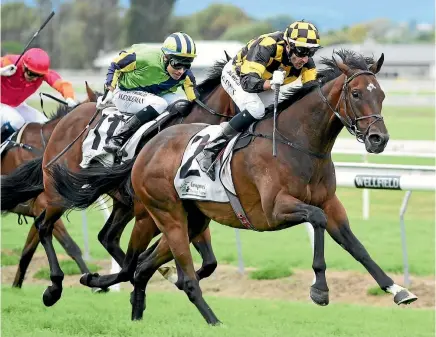  ?? PHOTO: RACE IMAGES ?? Sherrif has won two out of his three starts including the Manawatu Classic.