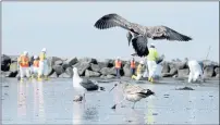 ?? RINGO H.W. CHIU — THE ASSOCIATED PRESS ?? Birds are seen as workers in protective suits clean a contaminat­ed beach in Newport Beach on Wednesday.