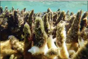  ?? N. MATTOCKS — GBRMPA VIA AP ?? This photo supplied by the Great Barrier Reef Marine Park Authority (GBRMPA) shows diseased corals at a reef in the Cairns/cooktown on the Great Barrier Reef in Australia, April 27, 2017.