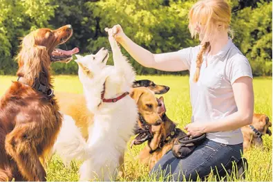  ?? DREAMSTIME/TNS ?? There are many ways to train a dog; a good trainer will be able to adjust plans according to each individual.