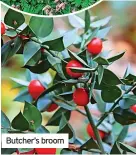  ?? ?? Butcher’s broom