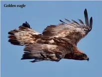  ??  ?? Golden eagle