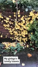  ??  ?? My ginkgo's lovely leaves