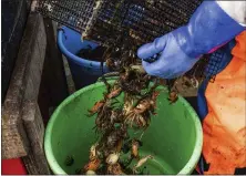  ?? JENNIFER BAKOS VIA AP ?? Green crabs are emptied from a trap hauled onto a fishing boat on June 12, 2022, off the coast of New Hampshire.